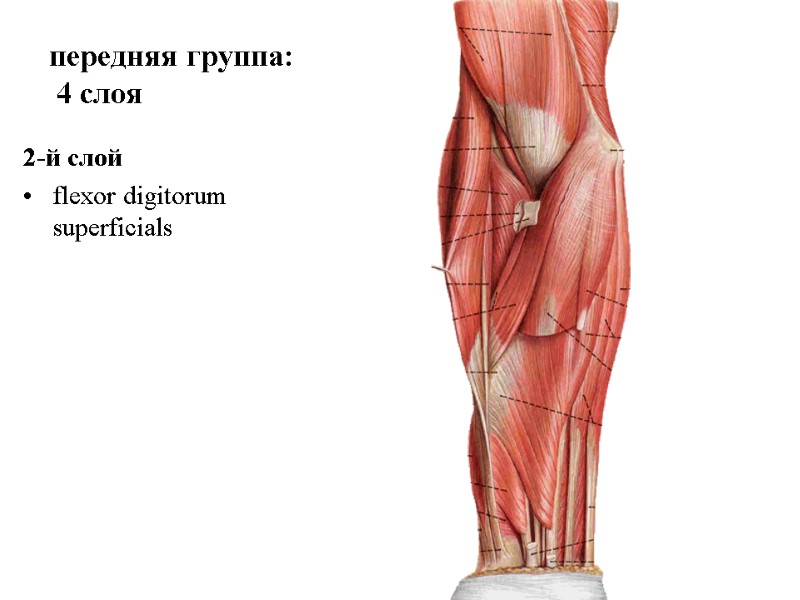 2-й слой flexor digitorum superficials передняя группа:  4 слоя